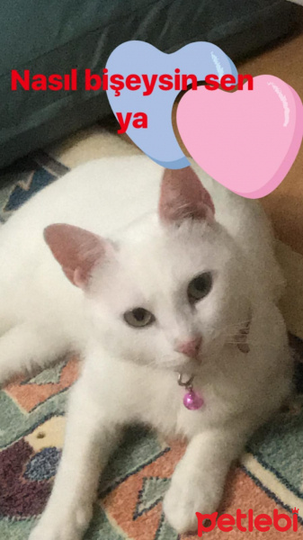 Tekir Kedi, Kedi  Çakıl fotoğrafı