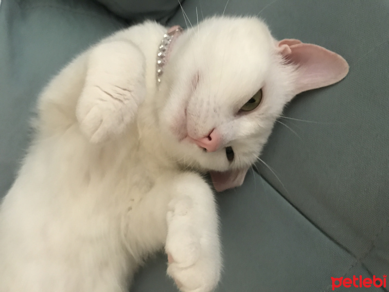 Tekir Kedi, Kedi  Çakıl fotoğrafı