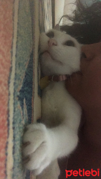 Tekir Kedi, Kedi  Çakıl fotoğrafı