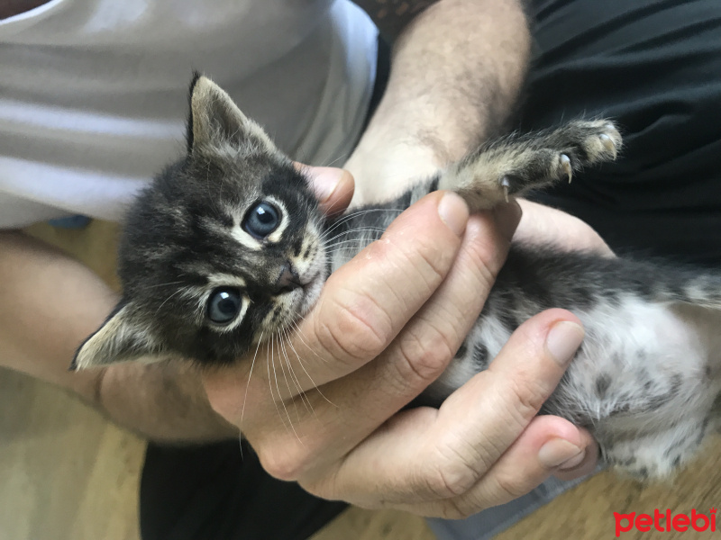 Tekir Kedi, Kedi  Şaziye fotoğrafı