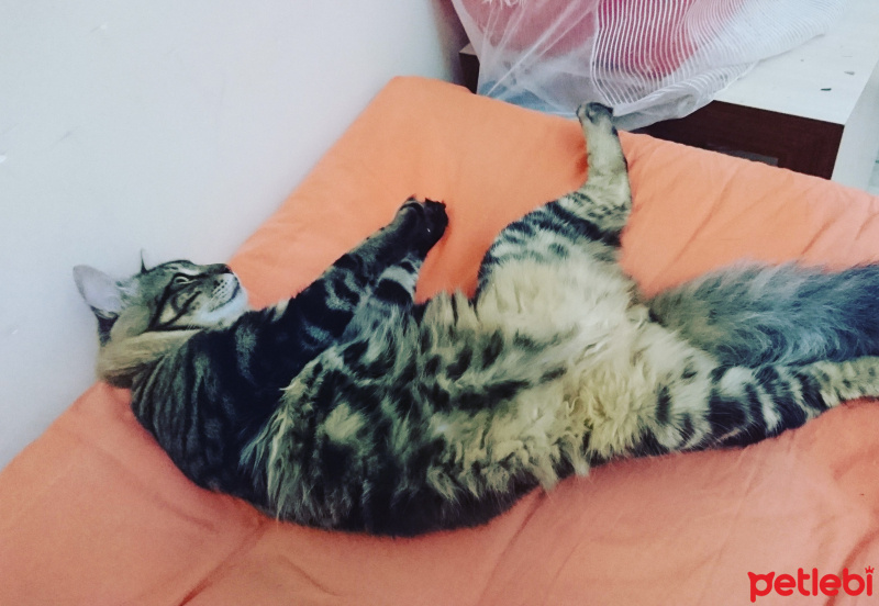 Maine Coon, Kedi  Pixy fotoğrafı