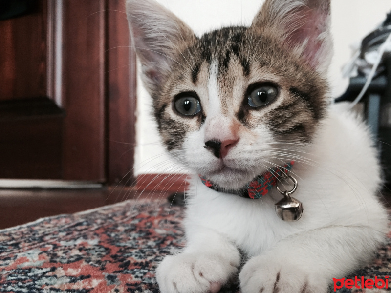 Tekir Kedi, Kedi  Balım fotoğrafı