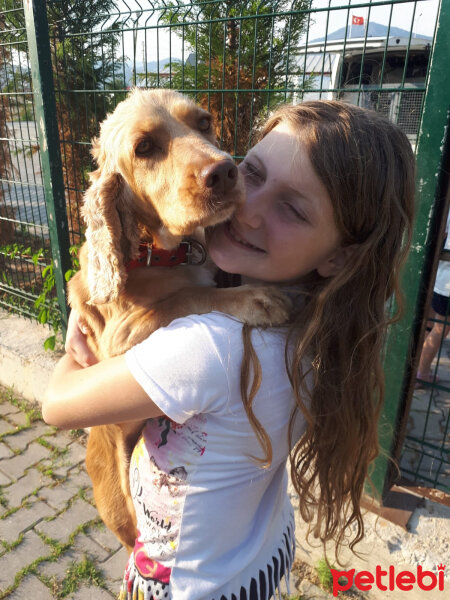 İngiliz Cocker Spaniel, Köpek  Köpük fotoğrafı