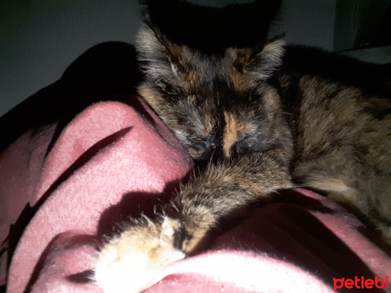 Tekir Kedi, Kedi  Zeytin fotoğrafı