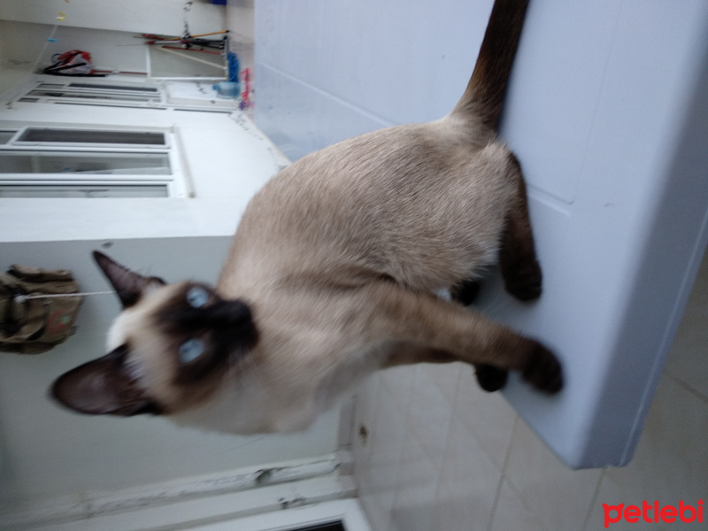 Siyam Kedisi, Kedi  Pars fotoğrafı
