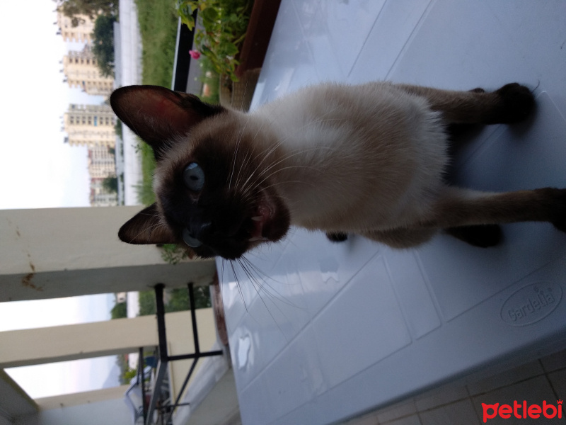 Siyam Kedisi, Kedi  Pars fotoğrafı