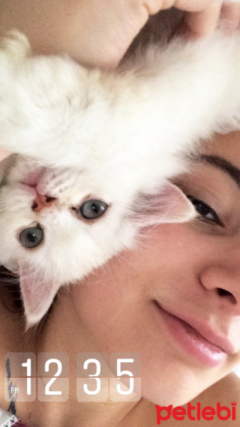 Chinchilla, Kedi  Köpük fotoğrafı