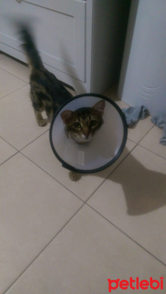 Tekir Kedi, Kedi  minnak fotoğrafı