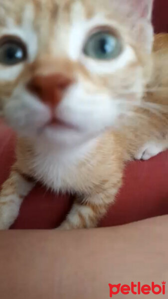 Tekir Kedi, Kedi  Bihter fotoğrafı