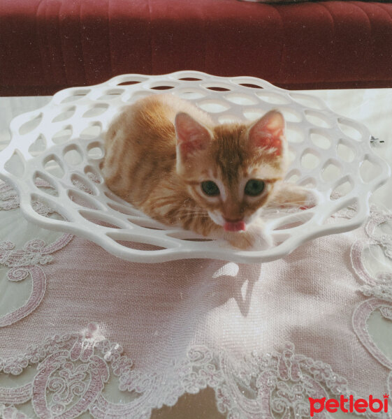 Tekir Kedi, Kedi  Bihter fotoğrafı