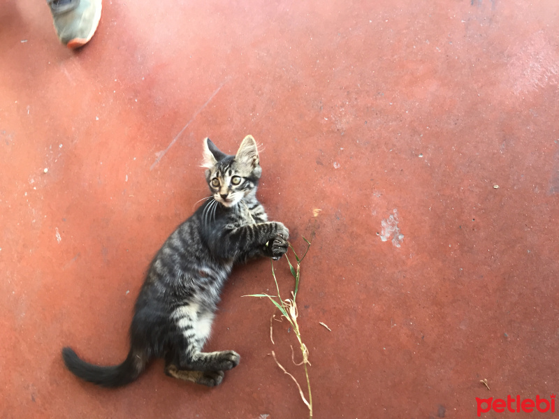 Australian Mist, Kedi  Afacan fotoğrafı