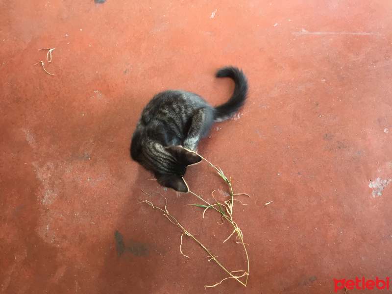 Australian Mist, Kedi  Afacan fotoğrafı