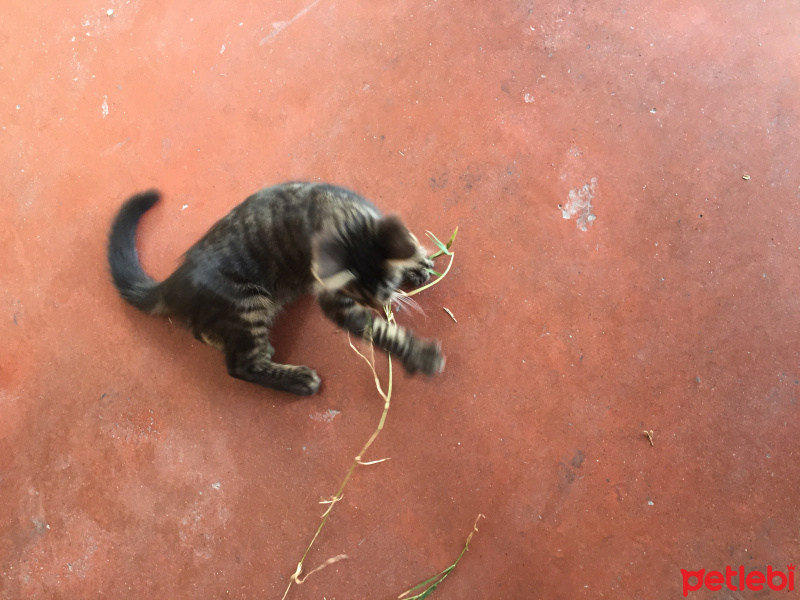 Australian Mist, Kedi  Afacan fotoğrafı
