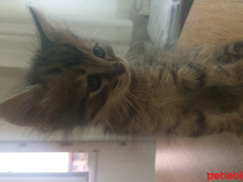 Tekir Kedi, Kedi  Minnoş fotoğrafı