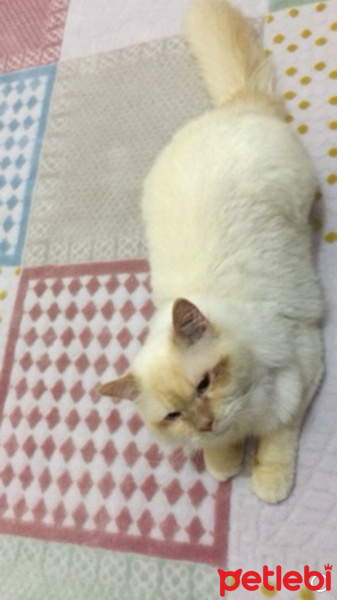 Chinchilla, Kedi  ŞERO fotoğrafı