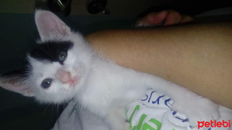 Tekir Kedi, Kedi  Poll fotoğrafı