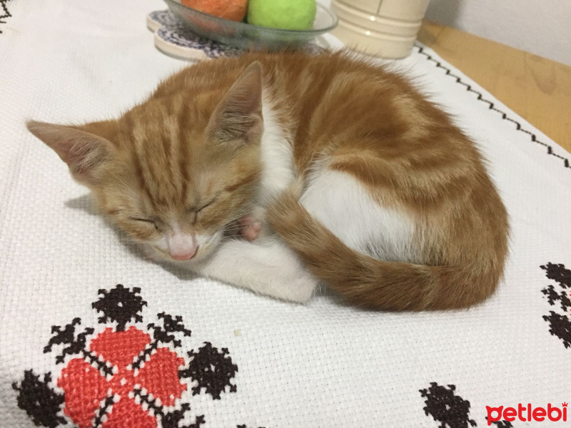 Tekir Kedi, Kedi  Karamel fotoğrafı