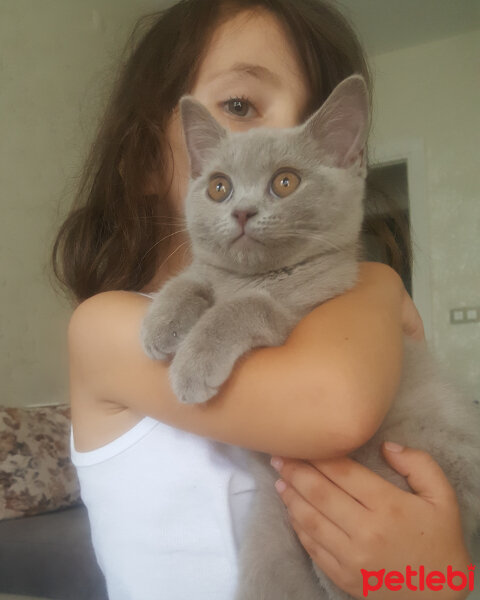 Scottish Fold, Kedi  Ares fotoğrafı