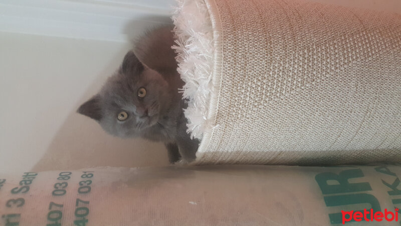 Scottish Fold, Kedi  Ares fotoğrafı