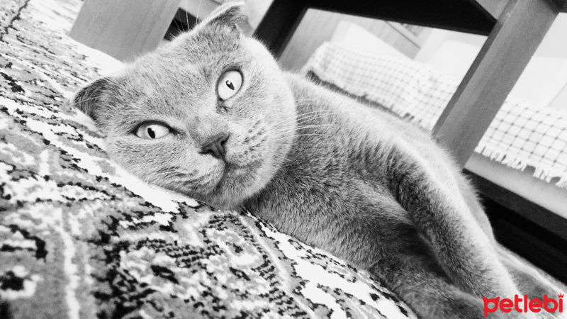 Scottish Fold, Kedi  çakıl fotoğrafı