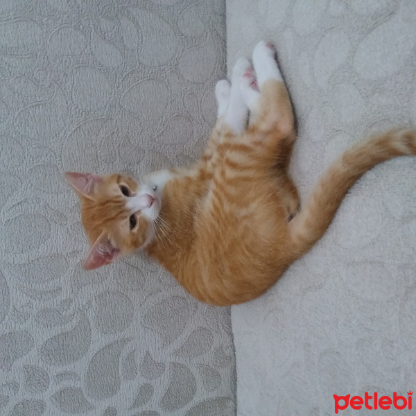 Tekir Kedi, Kedi  Bedem fotoğrafı