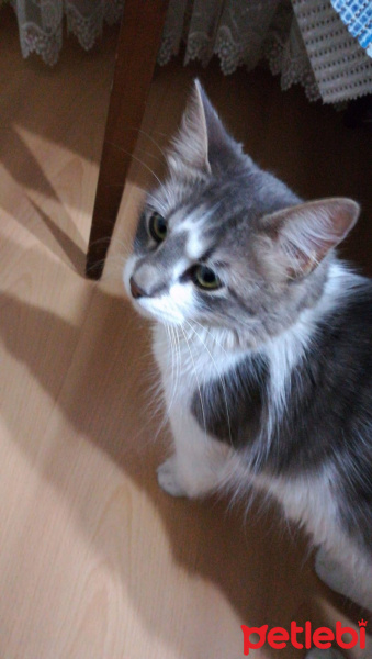 Tekir Kedi, Kedi  Pati fotoğrafı