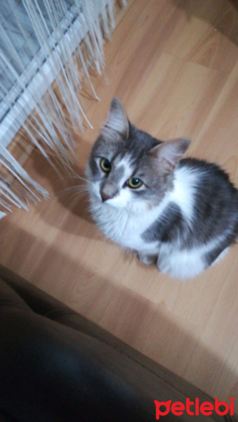 Tekir Kedi, Kedi  Pati fotoğrafı
