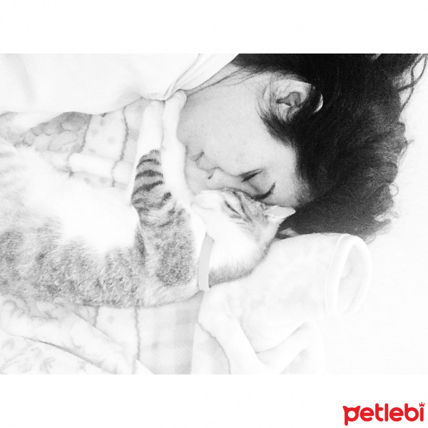 Tekir Kedi, Kedi  Karamel fotoğrafı