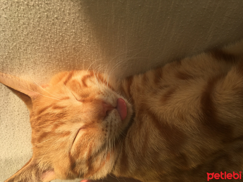 Sarman, Kedi  Garfield fotoğrafı