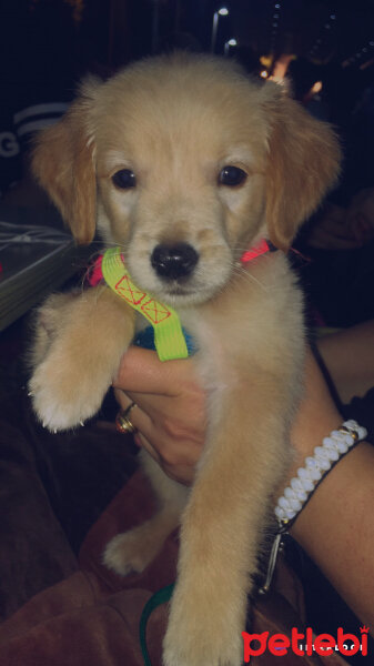 Golden Retriever, Köpek  Şiva fotoğrafı