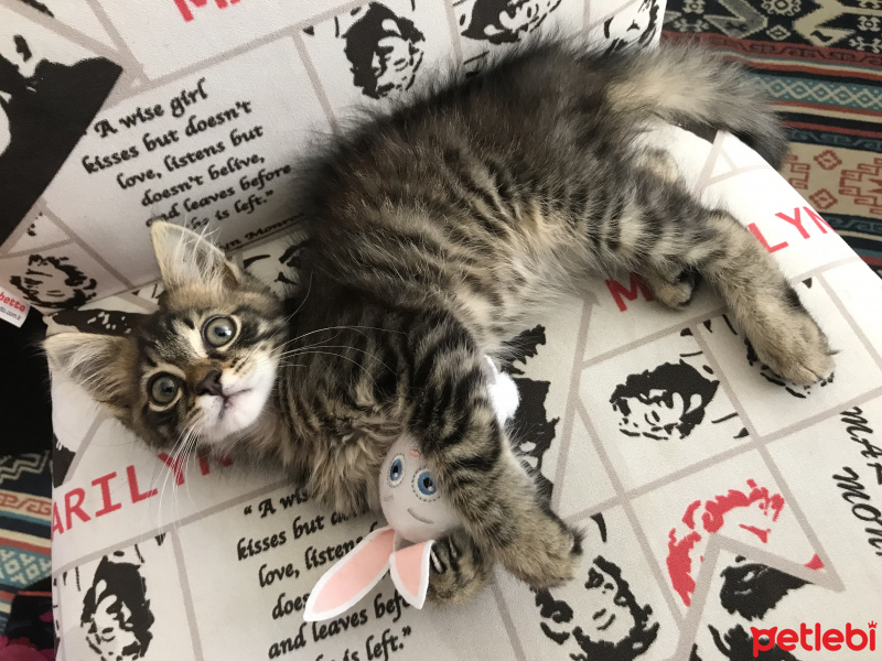 Tekir Kedi, Kedi  Tempura fotoğrafı