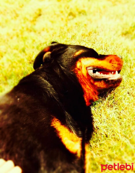 Rottweiler, Köpek  TİNA fotoğrafı