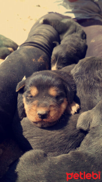 Rottweiler, Köpek  TİNA fotoğrafı