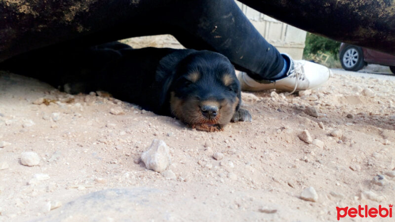 Rottweiler, Köpek  TİNA fotoğrafı