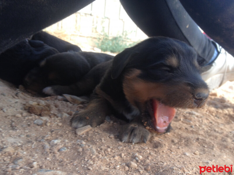 Rottweiler, Köpek  TİNA fotoğrafı