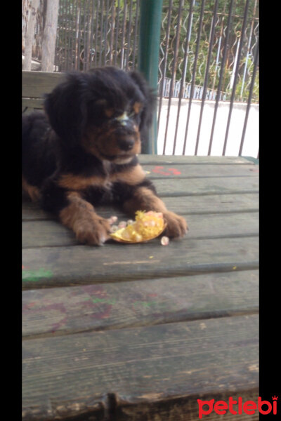 Rottweiler, Köpek  TİNA fotoğrafı