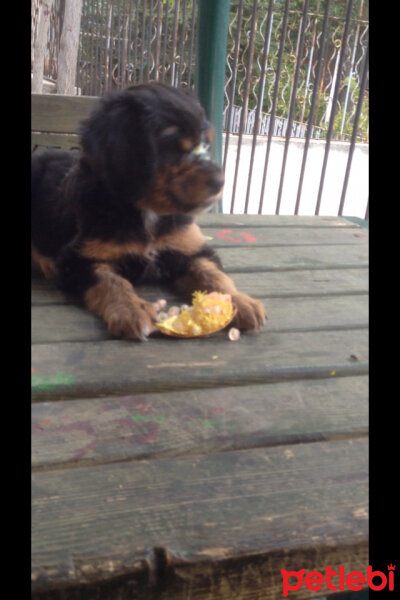 Rottweiler, Köpek  TİNA fotoğrafı