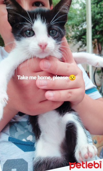 Bombay, Kedi  Coco fotoğrafı