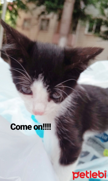 Bombay, Kedi  Coco fotoğrafı