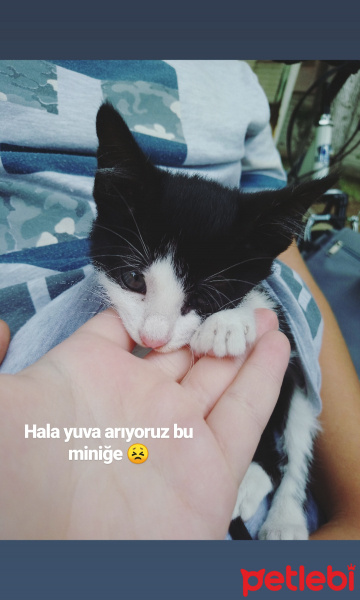 Bombay, Kedi  Coco fotoğrafı