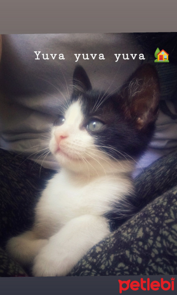 Bombay, Kedi  Coco fotoğrafı