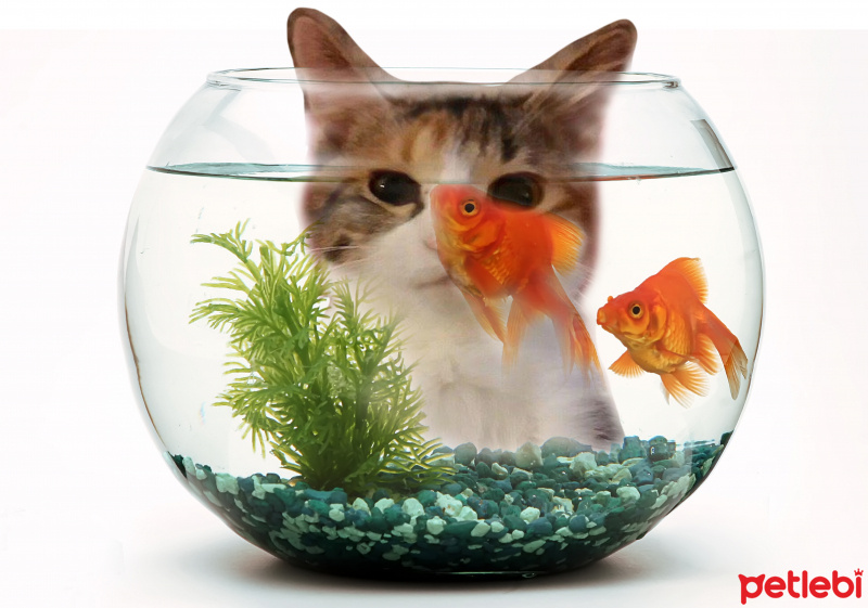 Tekir Kedi, Kedi  Misa fotoğrafı