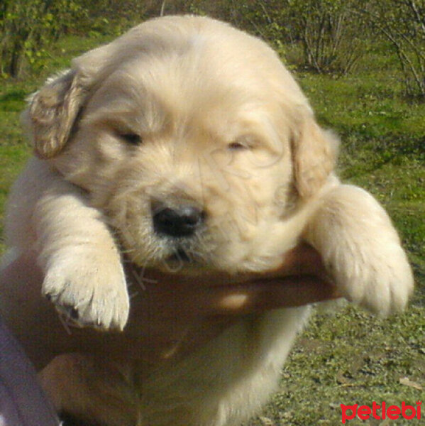 Golden Retriever, Köpek  altın fotoğrafı