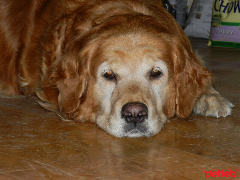 Golden Retriever, Köpek  altın fotoğrafı