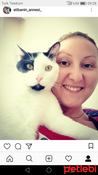 Tekir Kedi, Kedi  Atiba fotoğrafı