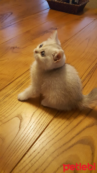 British Shorthair, Kedi  ismi yok fotoğrafı