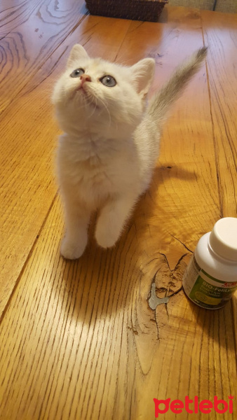 British Shorthair, Kedi  ismi yok fotoğrafı