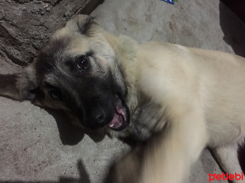 Alman Çoban Köpeği, Köpek  Kobra fotoğrafı