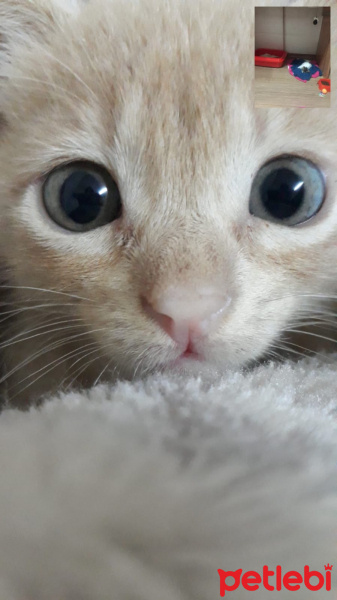Tekir Kedi, Kedi  Badem fotoğrafı