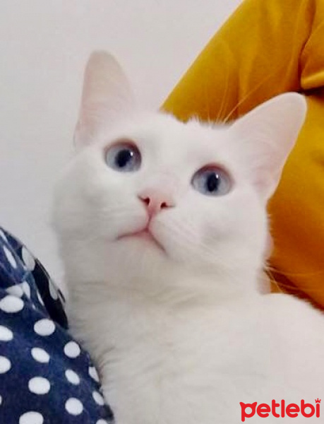 Van Kedisi, Kedi  Peri fotoğrafı